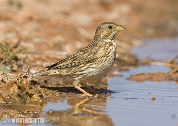 Strnad luční (Emberiza calandra)