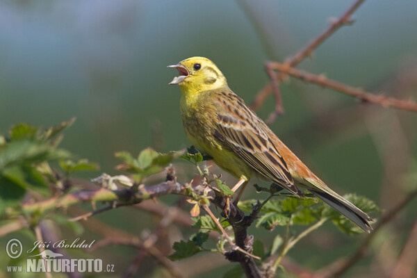 Strnad obecný (Emberiza citrinella)