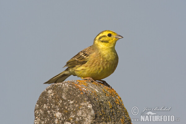 Strnad obecný (Emberiza citrinella)