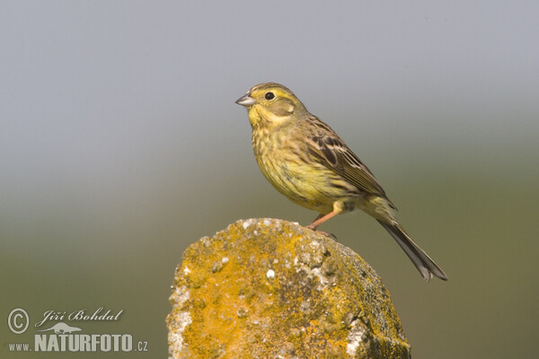 Strnad obecný (Emberiza citrinella)