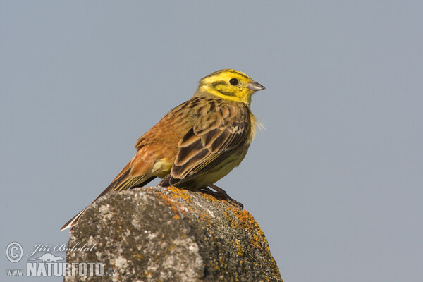 Strnad obecný (Emberiza citrinella)