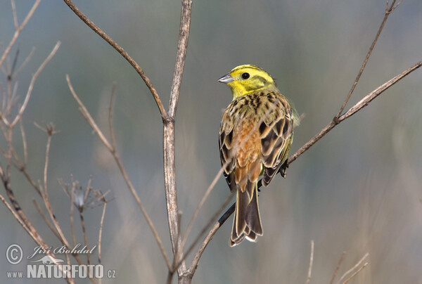 Strnad obecný (Emberiza citrinella)