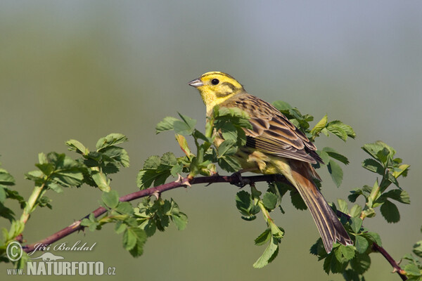 Strnad obecný (Emberiza citrinella)