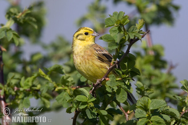 Strnad obecný (Emberiza citrinella)