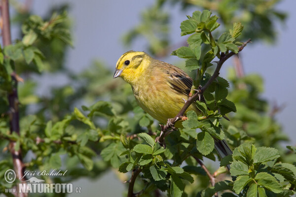 Strnad obecný (Emberiza citrinella)