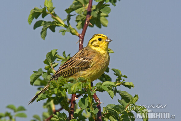 Strnad obecný (Emberiza citrinella)