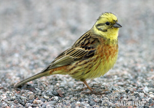 Strnad obecný (Emberiza citrinella)