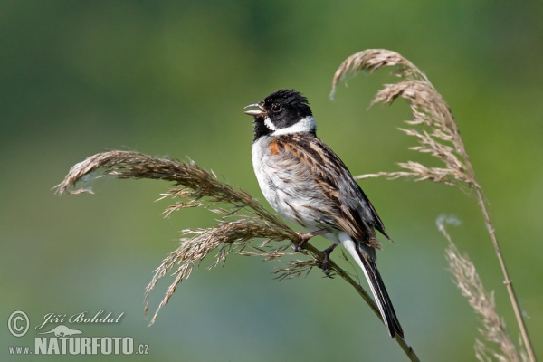 Strnad rákosní (Emberiza schoeniclus)