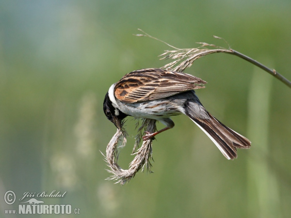 Strnad rákosní (Emberiza schoeniclus)