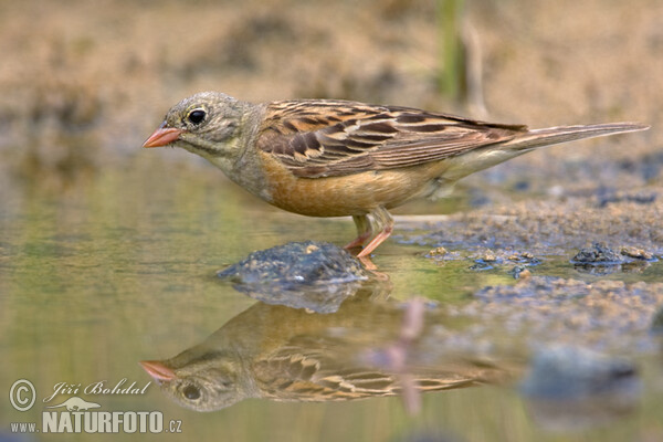 Strnad zahradní (Emberiza hortulana)