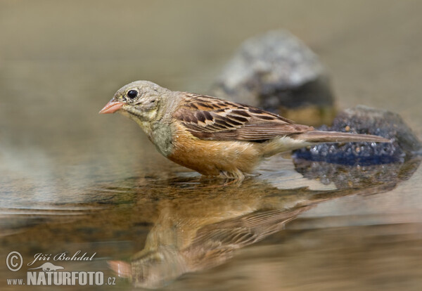 Strnad zahradní (Emberiza hortulana)