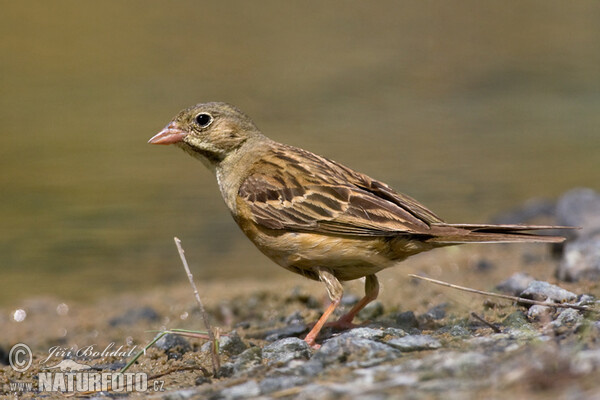 Strnad zahradní (Emberiza hortulana)