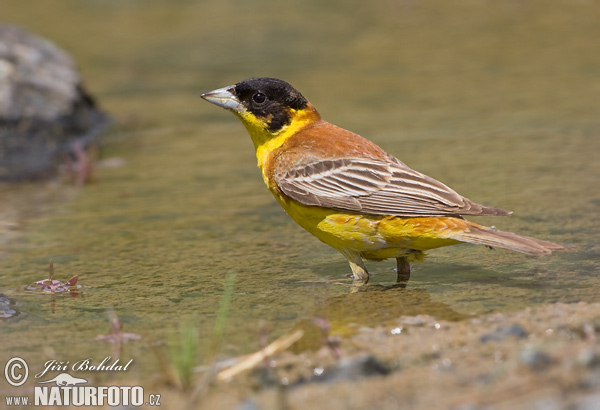 Strnádka čiernohlavá (Emberiza melanocephala)