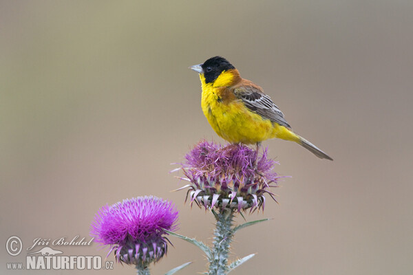 Strnádka čiernohlavá (Emberiza melanocephala)