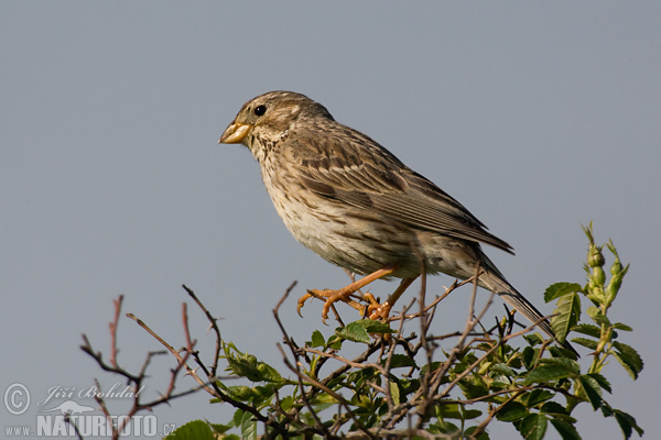 Strnádka lúčna (Emberiza calandra)