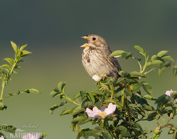 Strnádka lúčna (Emberiza calandra)