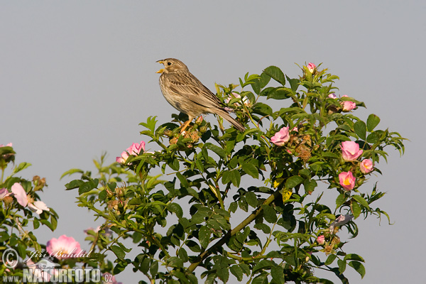 Strnádka lúčna (Emberiza calandra)