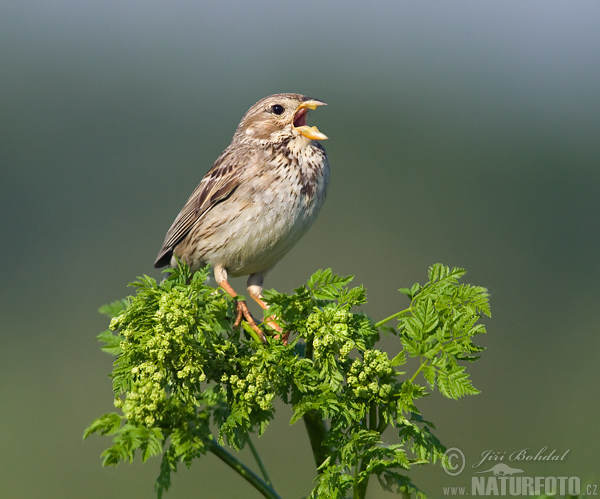 Strnádka lúčna (Emberiza calandra)