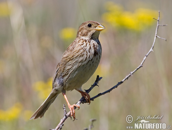 Strnádka lúčna (Emberiza calandra)