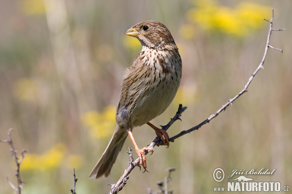 Strnádka lúčna (Emberiza calandra)