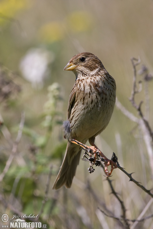 Strnádka lúčna (Emberiza calandra)