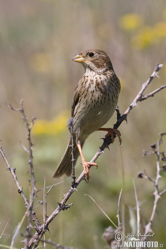 Strnádka lúčna (Emberiza calandra)