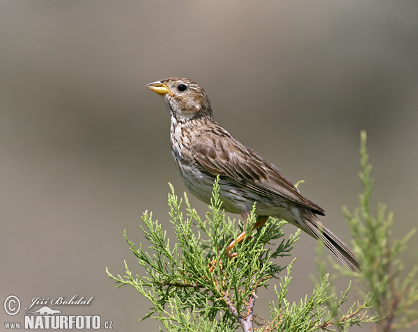 Strnádka lúčna (Emberiza calandra)