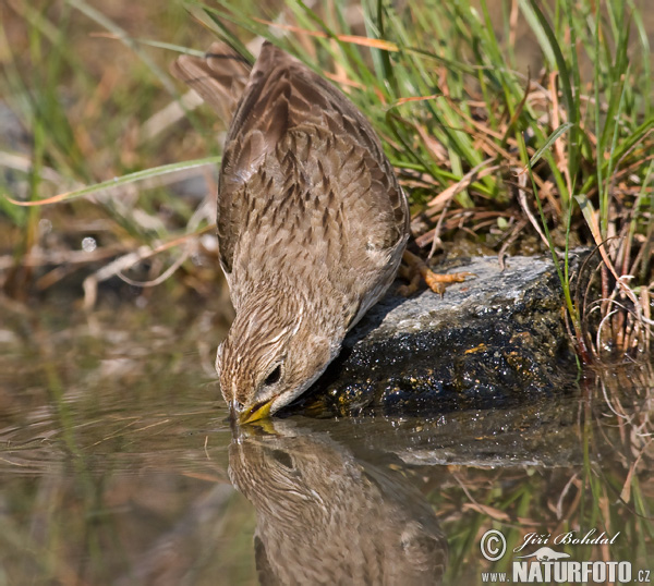 Strnádka lúčna (Emberiza calandra)