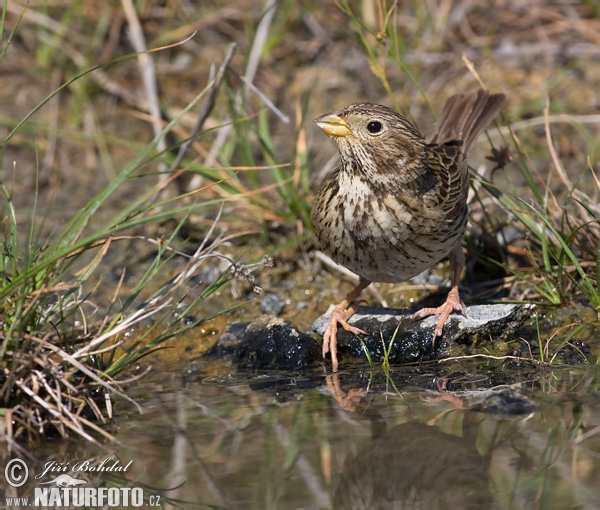 Strnádka lúčna (Emberiza calandra)