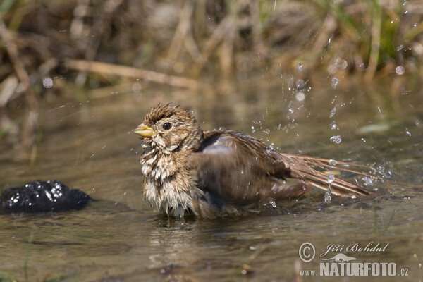 Strnádka lúčna (Emberiza calandra)