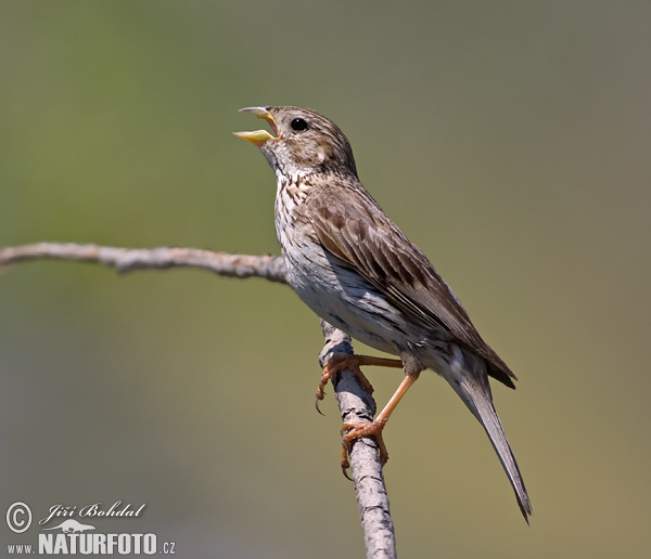 Strnádka lúčna (Emberiza calandra)