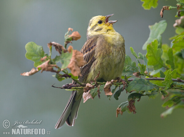 Strnádka obyčajná (Emberiza citrinella)