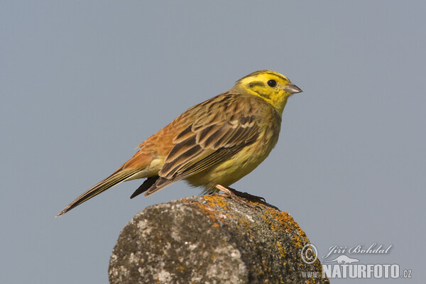 Strnádka obyčajná (Emberiza citrinella)