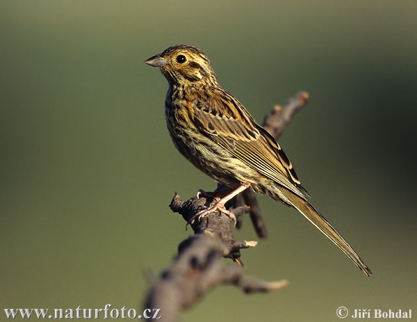 Strnádka svrčivá (Emberiza cirlus)