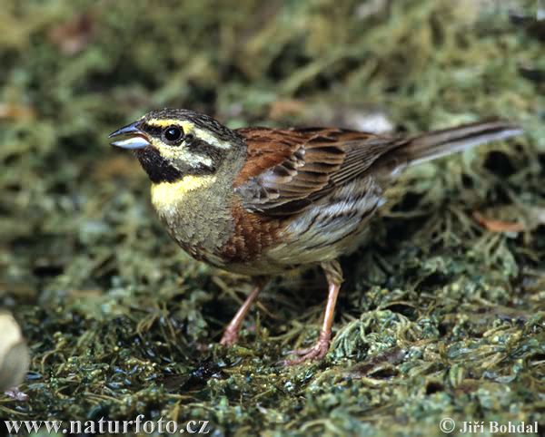 Strnádka svrčivá (Emberiza cirlus)