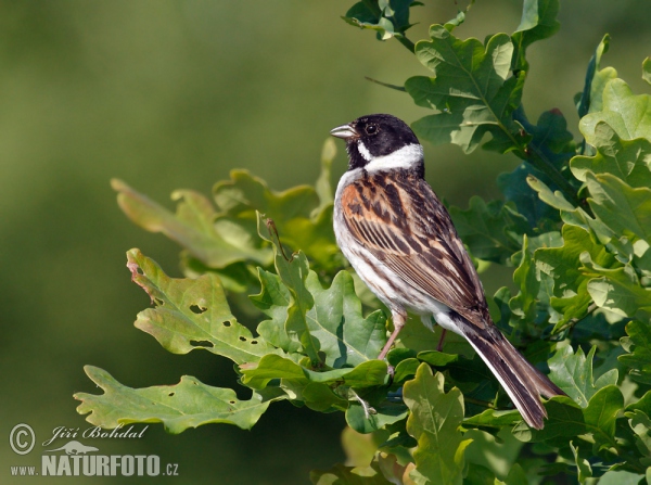 Strnádka trsťová (Emberiza schoeniclus)