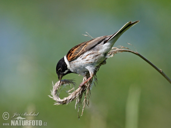 Strnádka trsťová (Emberiza schoeniclus)