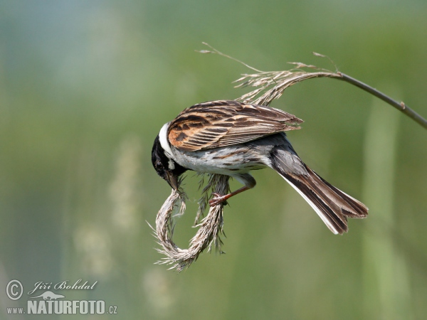 Strnádka trsťová (Emberiza schoeniclus)