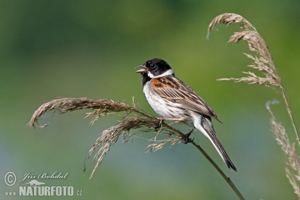 Strnádka trsťová (Emberiza schoeniclus)