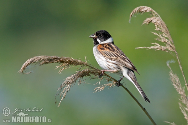 Strnádka trsťová (Emberiza schoeniclus)