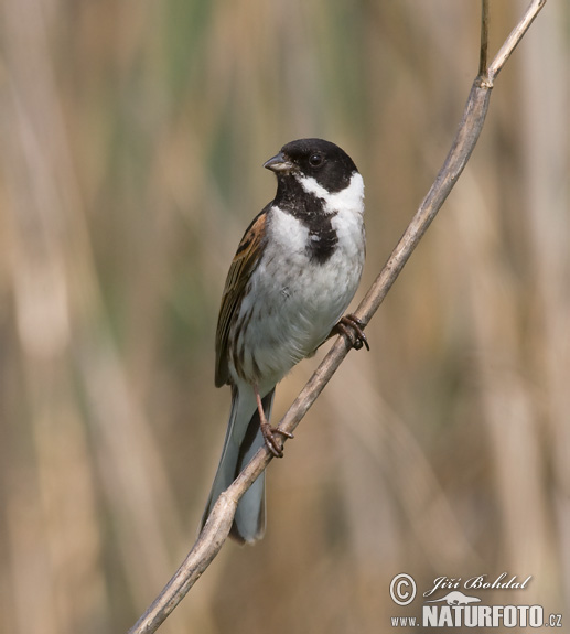 Strnádka trsťová (Emberiza schoeniclus)