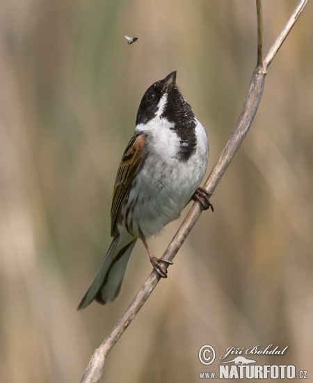 Strnádka trsťová (Emberiza schoeniclus)