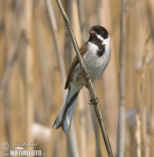 Strnádka trsťová (Emberiza schoeniclus)