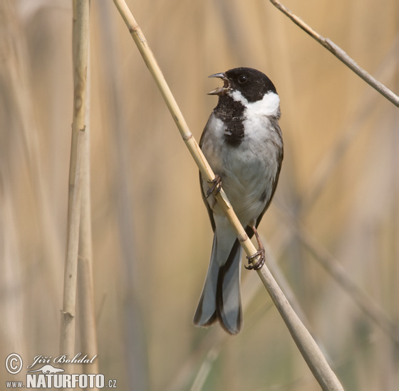 Strnádka trsťová (Emberiza schoeniclus)