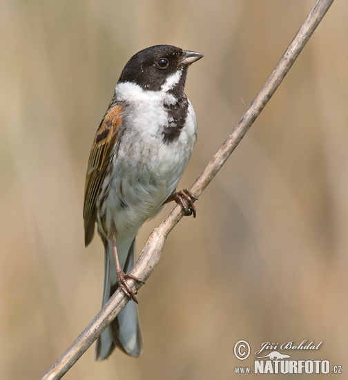 Strnádka trsťová (Emberiza schoeniclus)