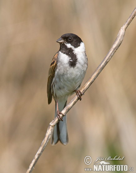 Strnádka trsťová (Emberiza schoeniclus)