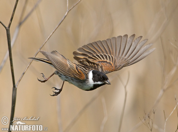 Strnádka trsťová (Emberiza schoeniclus)