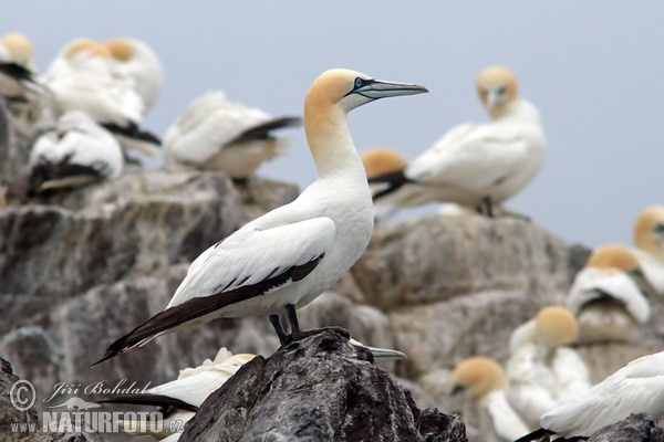 Sula biela (Morus bassanus)