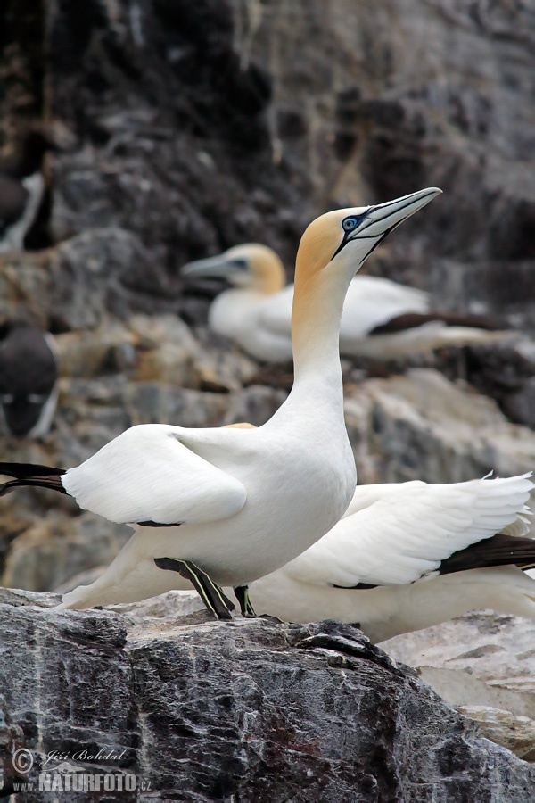 Sula biela (Morus bassanus)