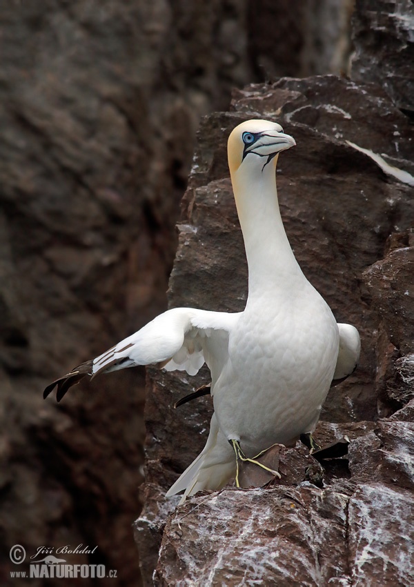 Sula biela (Morus bassanus)